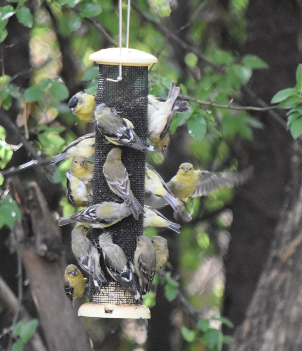 Lesser Goldfinch - ML620901685