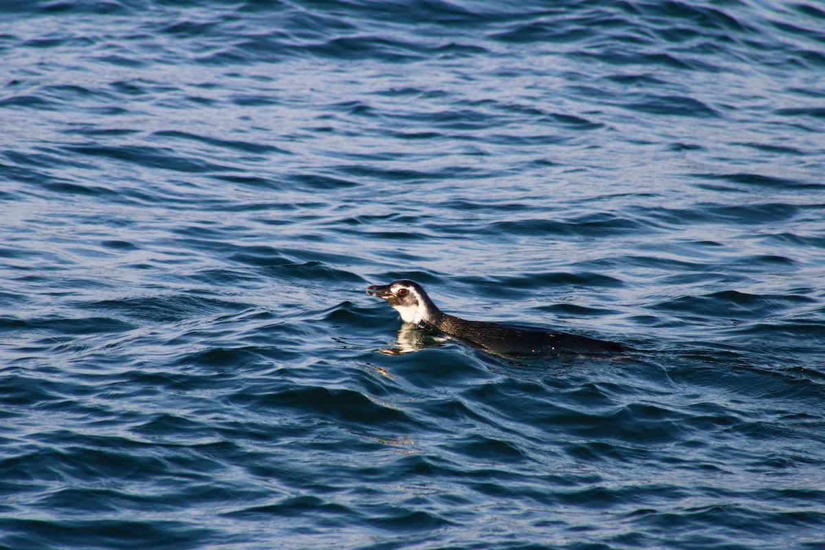 Magellanic Penguin - ML620901686