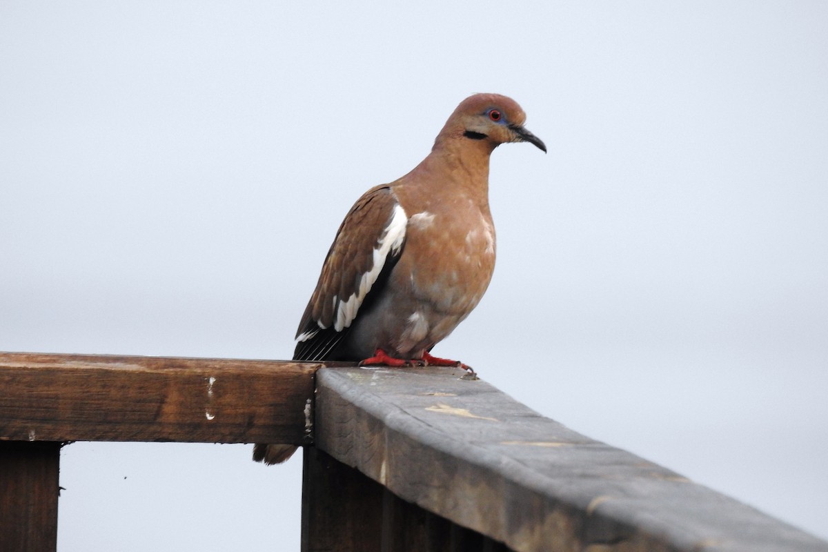 White-winged Dove - ML620901711