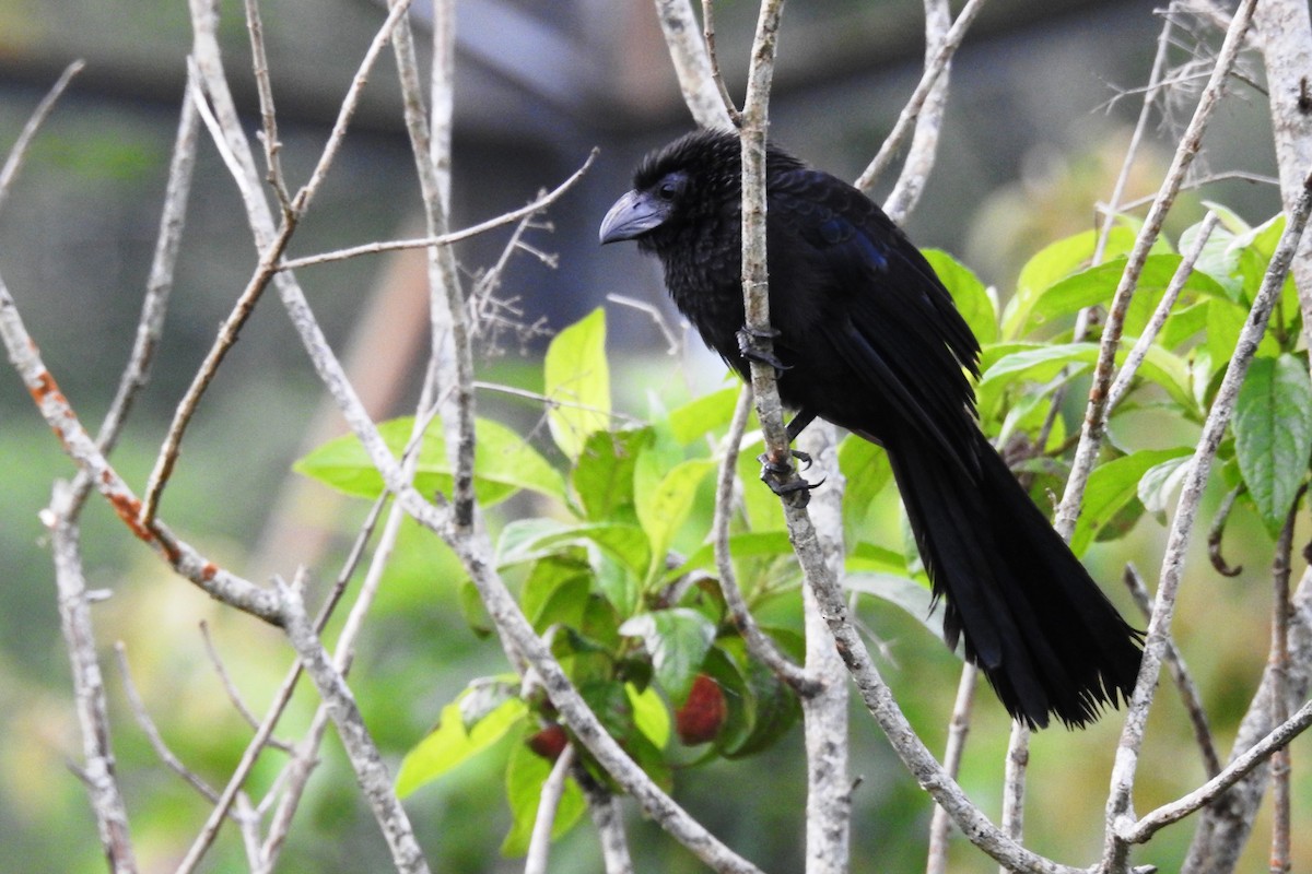 Groove-billed Ani - Pablo Bedrossian