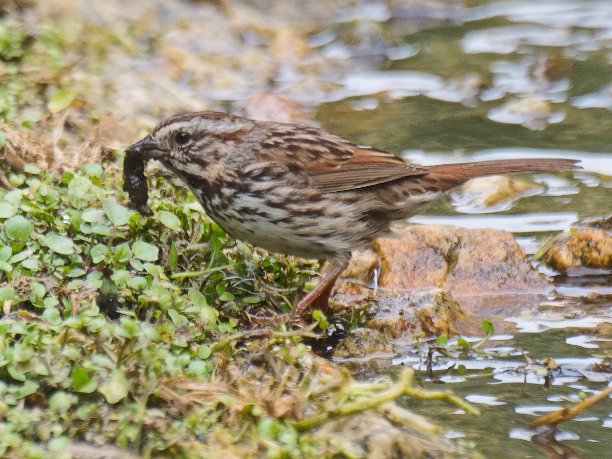 Song Sparrow (heermanni Group) - ML620901726