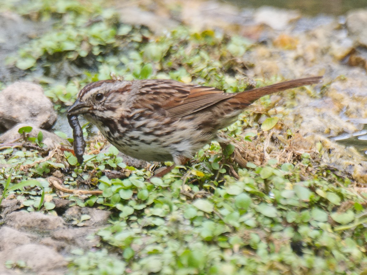 Song Sparrow (heermanni Group) - ML620901727