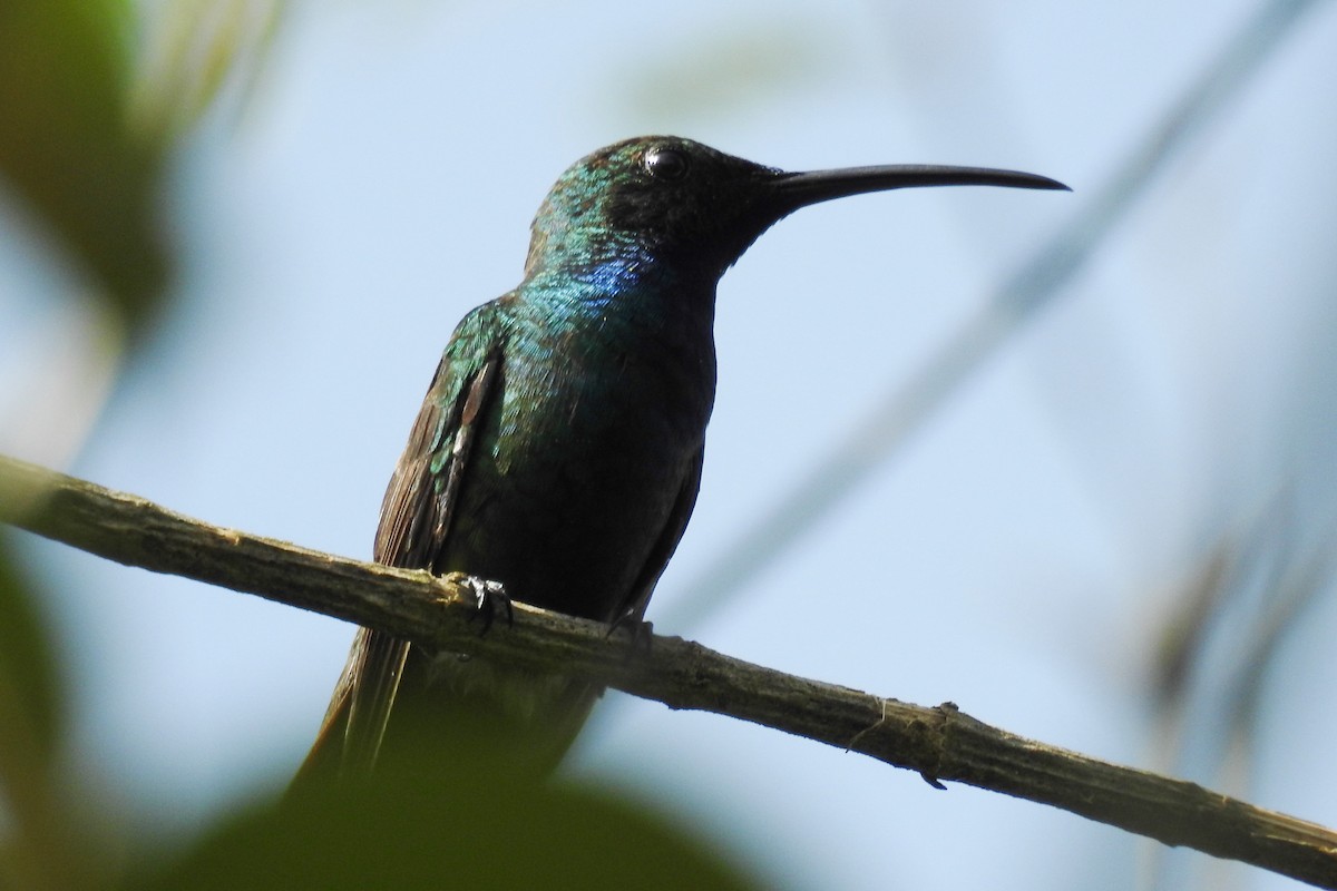 Green-breasted Mango - ML620901730