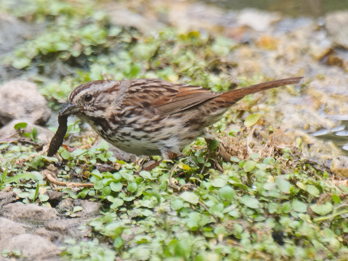 Song Sparrow (heermanni Group) - ML620901733