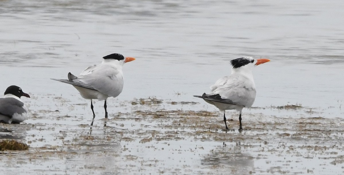 Royal Tern - ML620901735