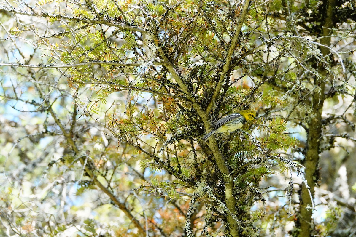 Black-throated Green Warbler - ML620901736