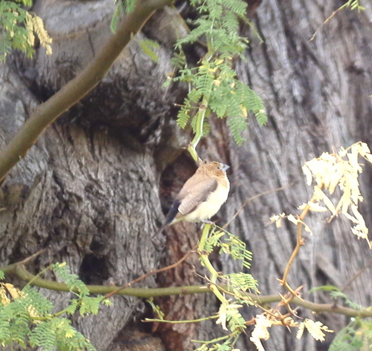 African Silverbill - ML620901737