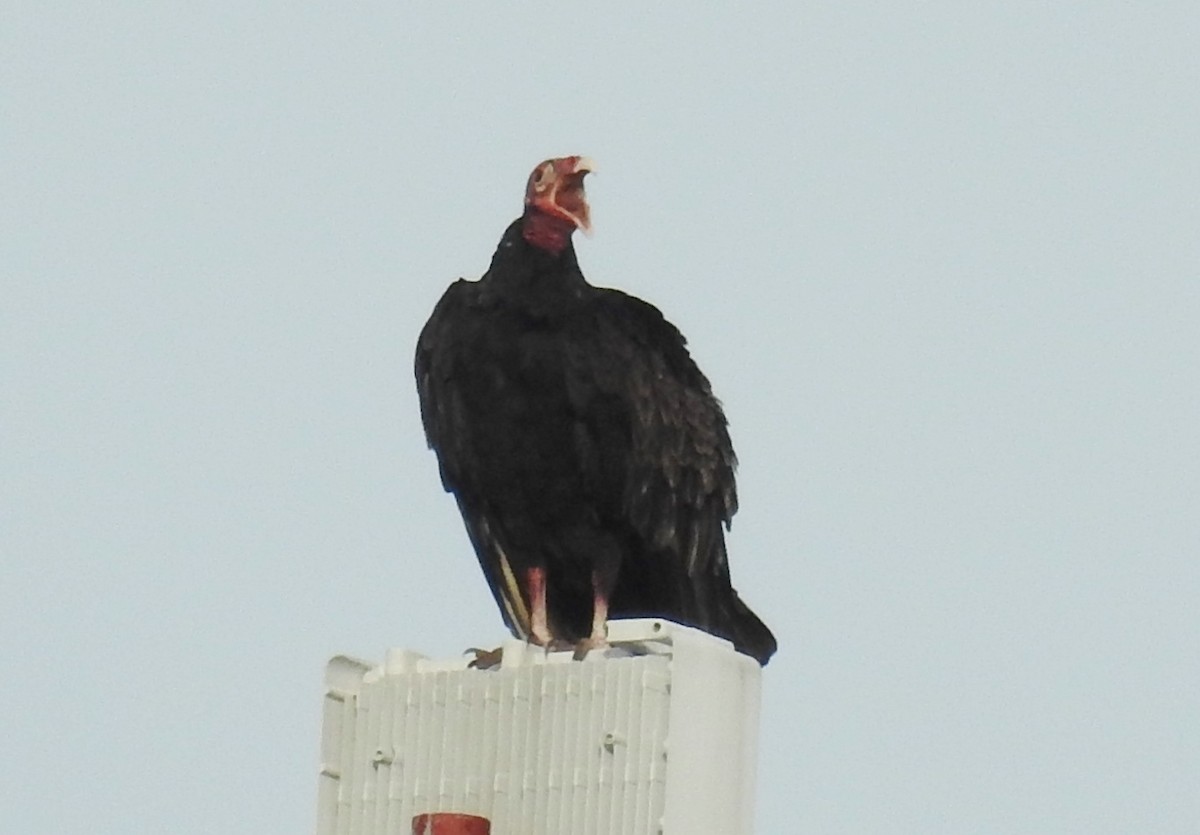 Turkey Vulture - Pablo Bedrossian