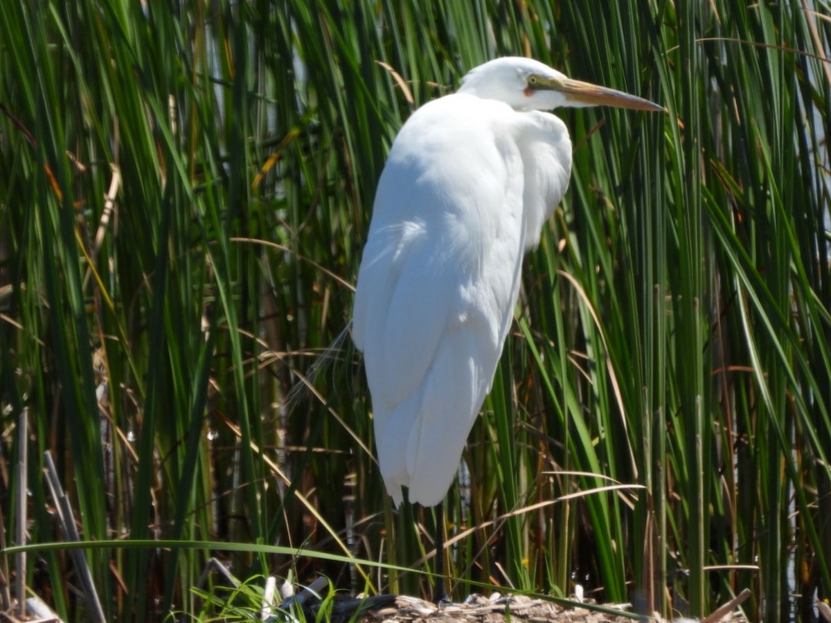 Great Egret - ML620901742