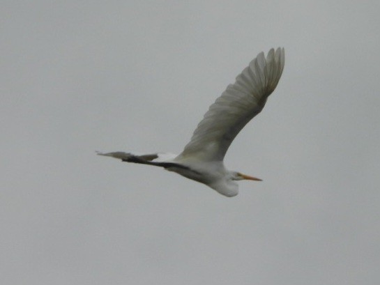 Great Egret - Cliff Dekdebrun