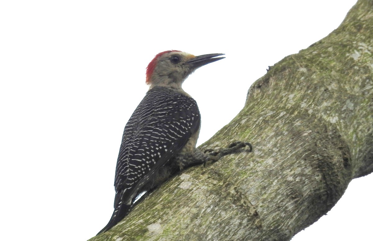 Golden-fronted Woodpecker - Pablo Bedrossian