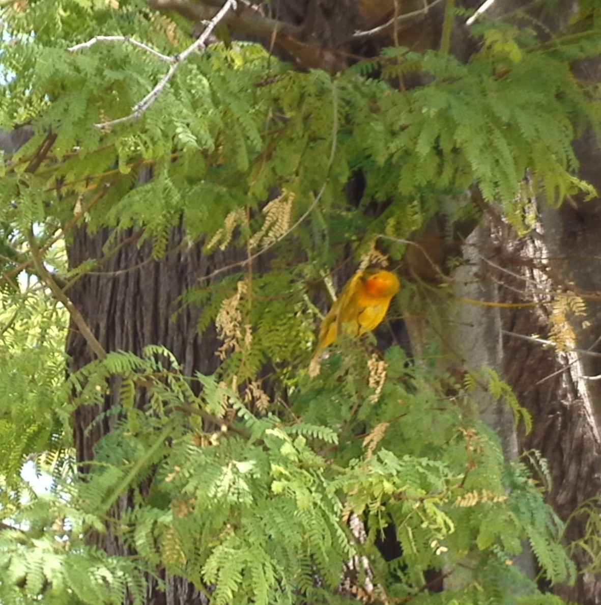 Saffron Finch - ML620901760