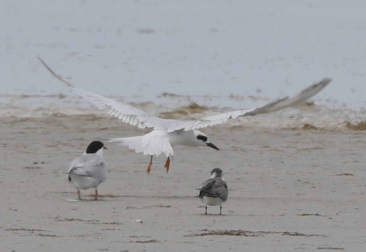 Forster's Tern - ML620901764