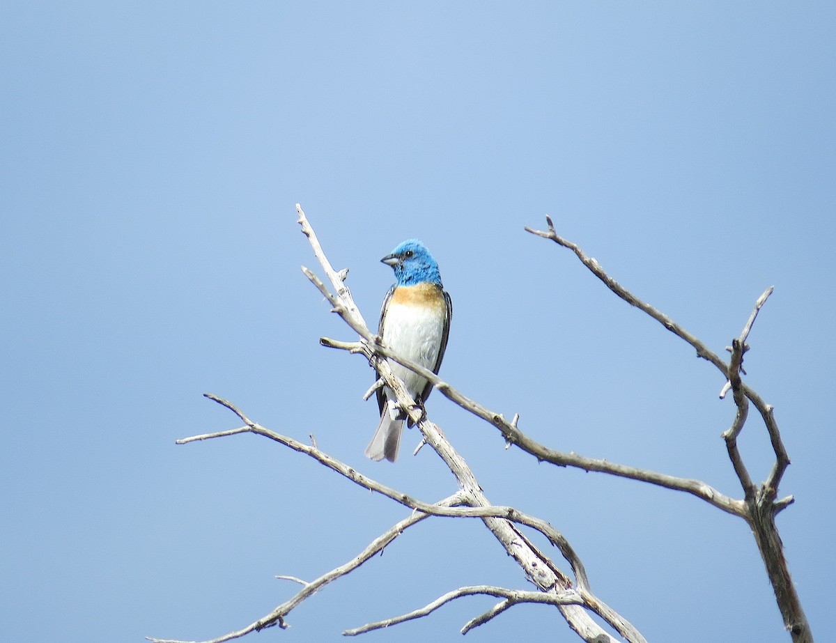 Lazuli Bunting - ML620901778