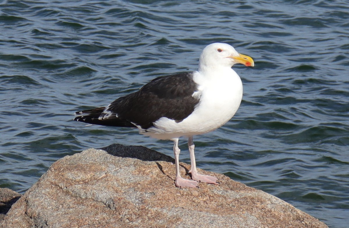 Great Black-backed Gull - ML620901782