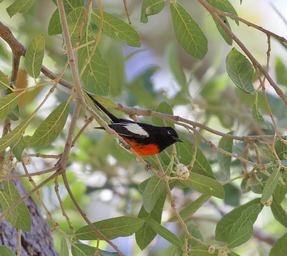 Painted Redstart - ML620901783