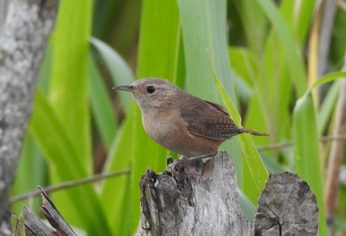 House Wren - ML620901785