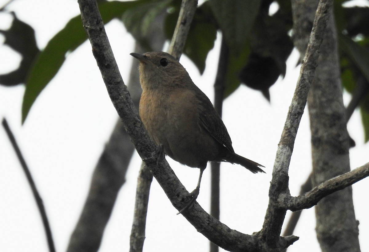 House Wren - ML620901786