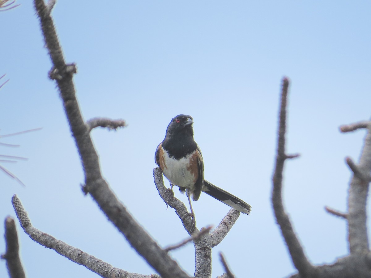 Spotted Towhee - ML620901790