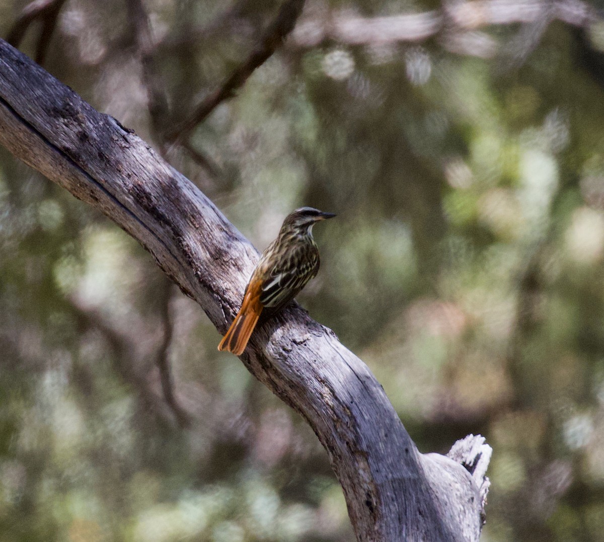 Sulphur-bellied Flycatcher - ML620901799