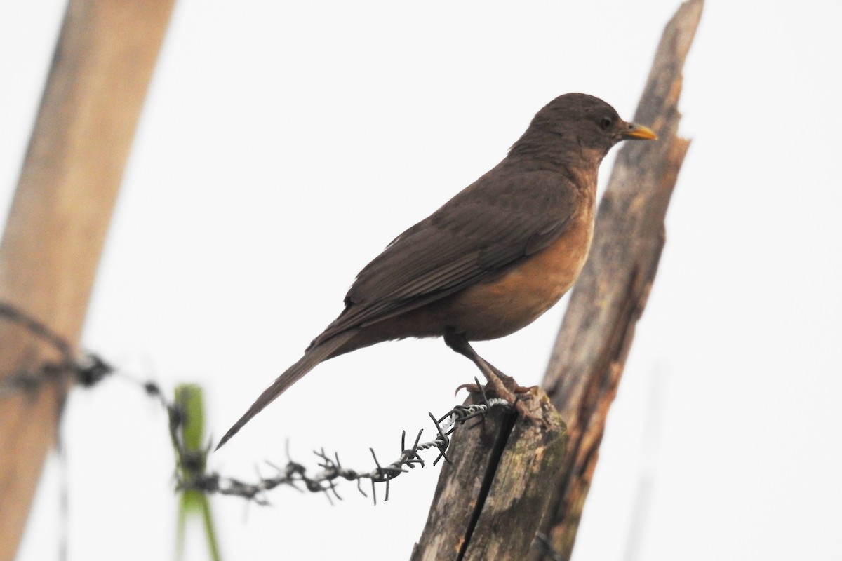 Clay-colored Thrush - ML620901803