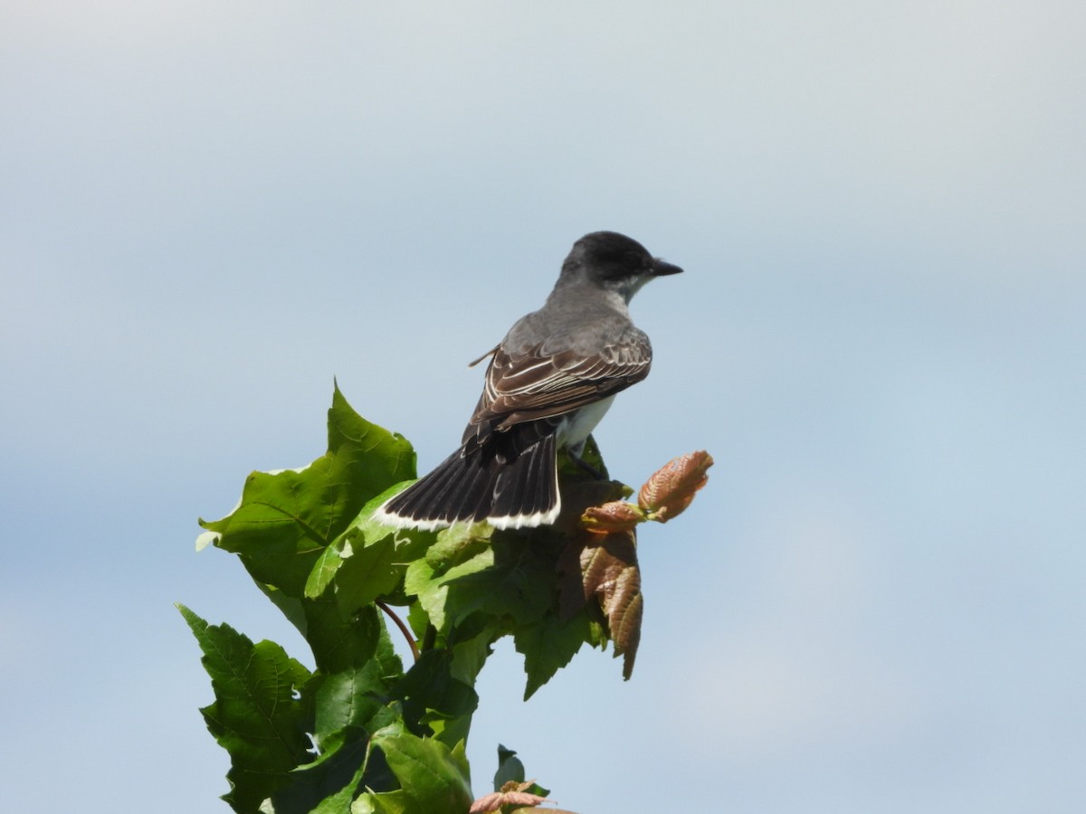 Eastern Kingbird - ML620901806