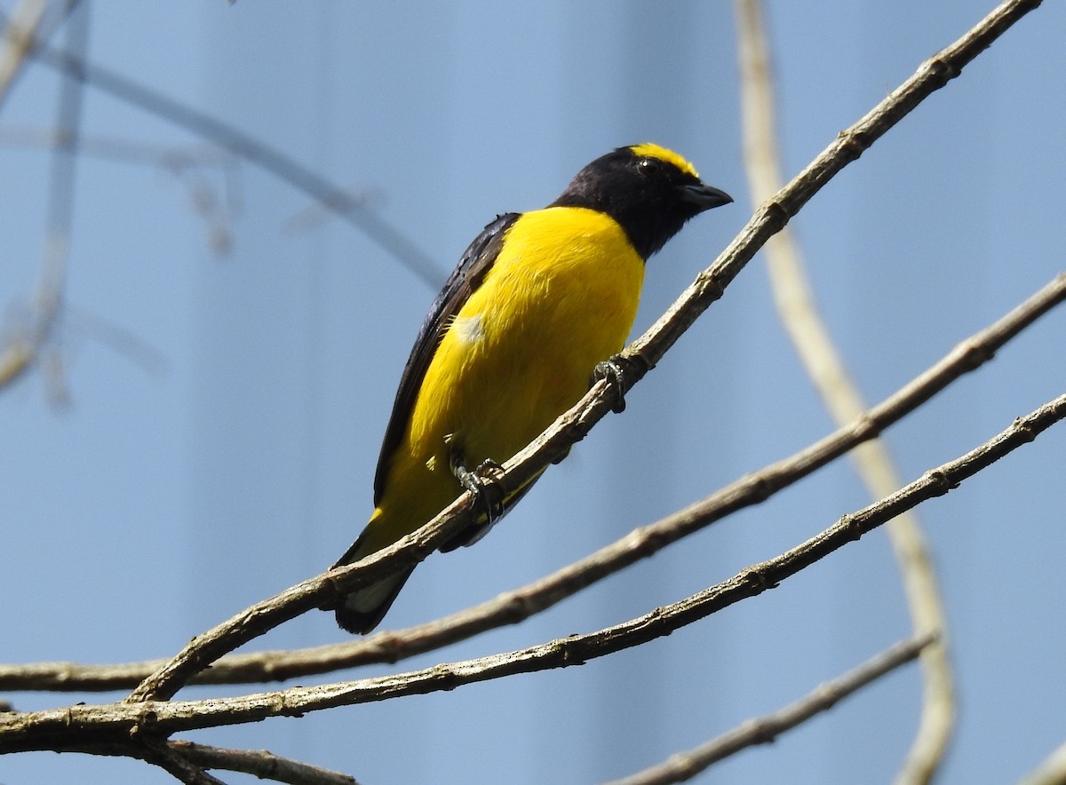 Scrub Euphonia - ML620901812