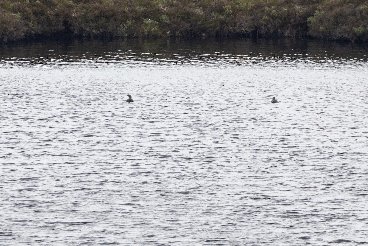 Red-throated Loon - ML620901813