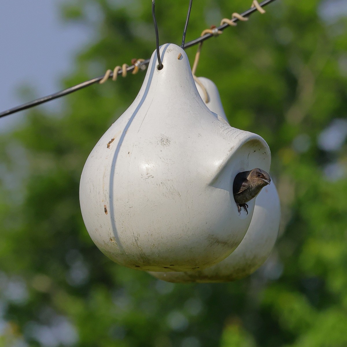 Purple Martin - ML620901832