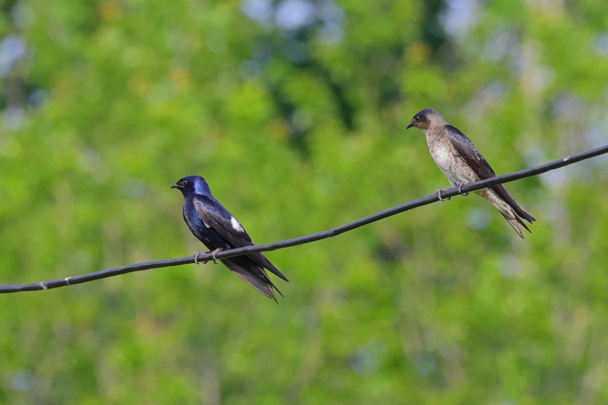 Purple Martin - ML620901833