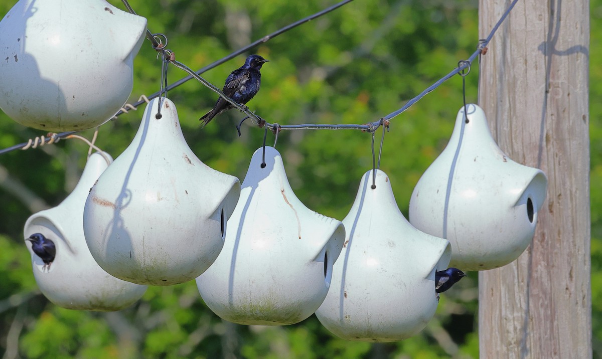 Purple Martin - ML620901835