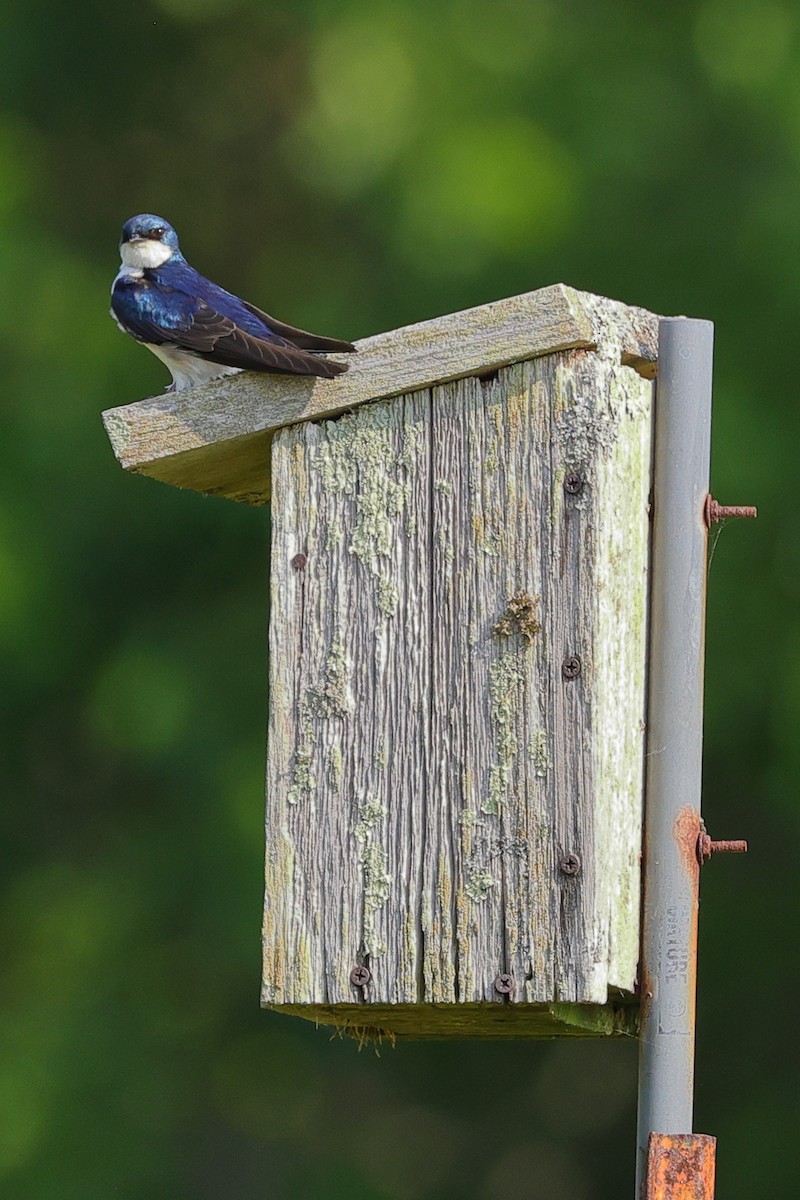 Golondrina Bicolor - ML620901852