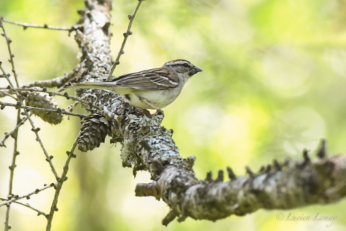 Chipping Sparrow - ML620901854