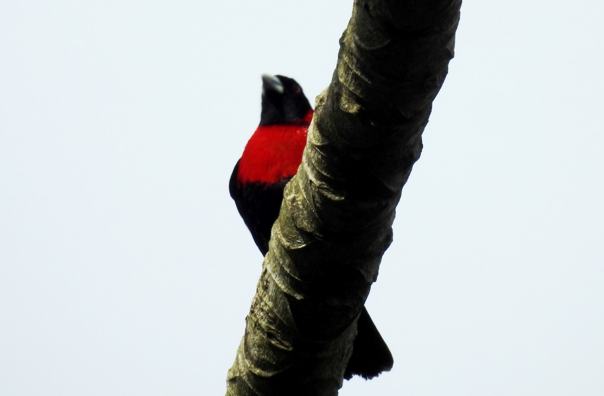 Crimson-collared Tanager - ML620901856