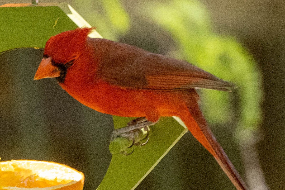 Cardinal rouge - ML620901858