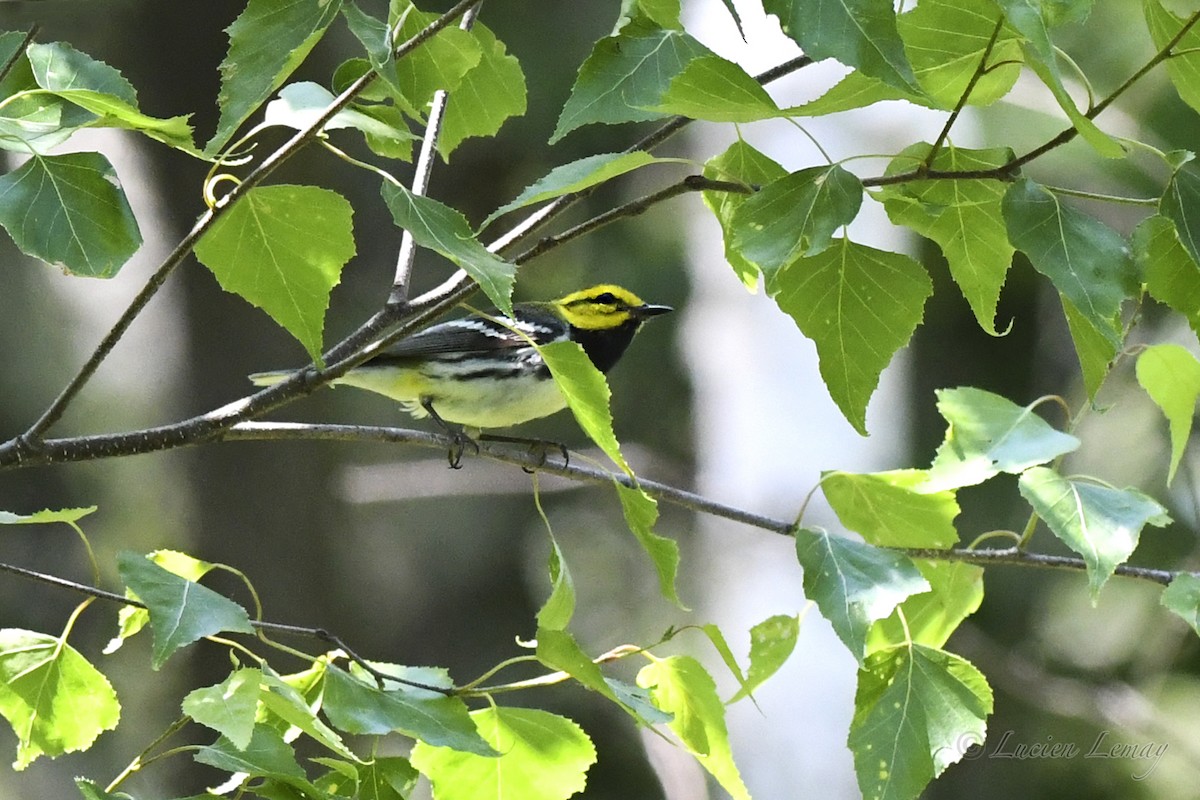 Black-throated Green Warbler - ML620901862