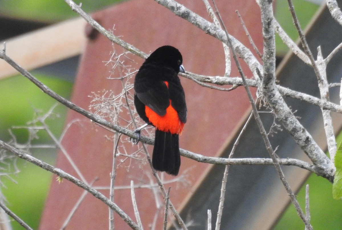Scarlet-rumped Tanager - ML620901863