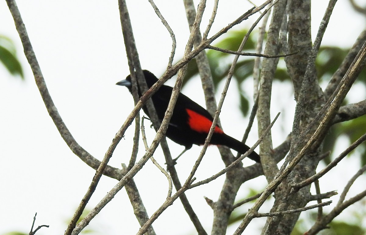 Scarlet-rumped Tanager - ML620901864