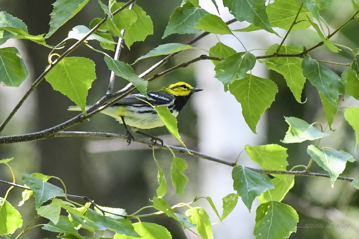 Black-throated Green Warbler - ML620901865