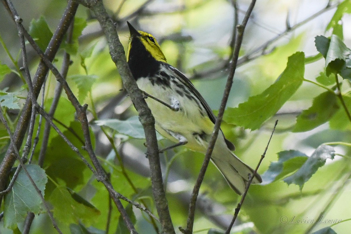 Black-throated Green Warbler - ML620901867