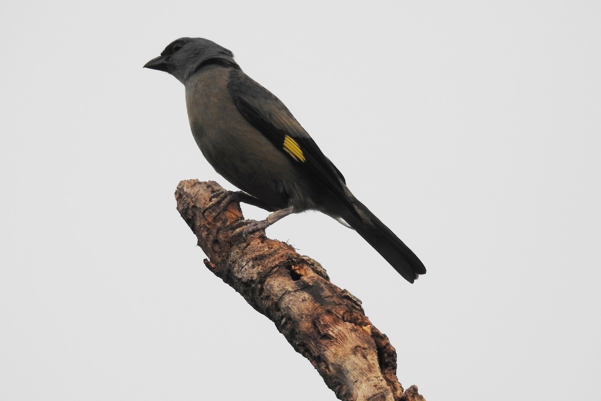 Yellow-winged Tanager - ML620901868