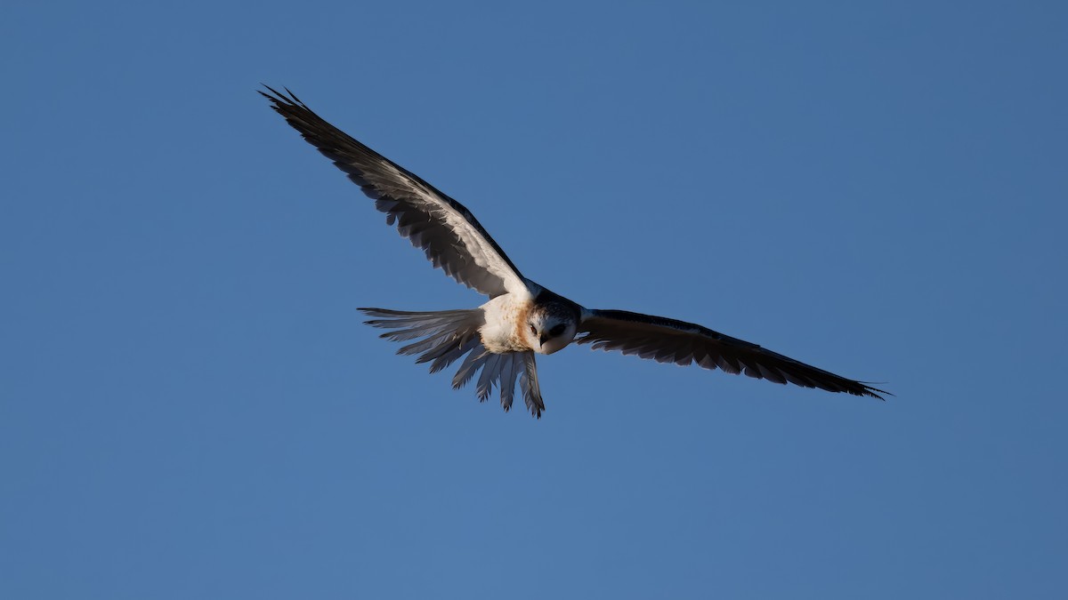 White-tailed Kite - ML620901870