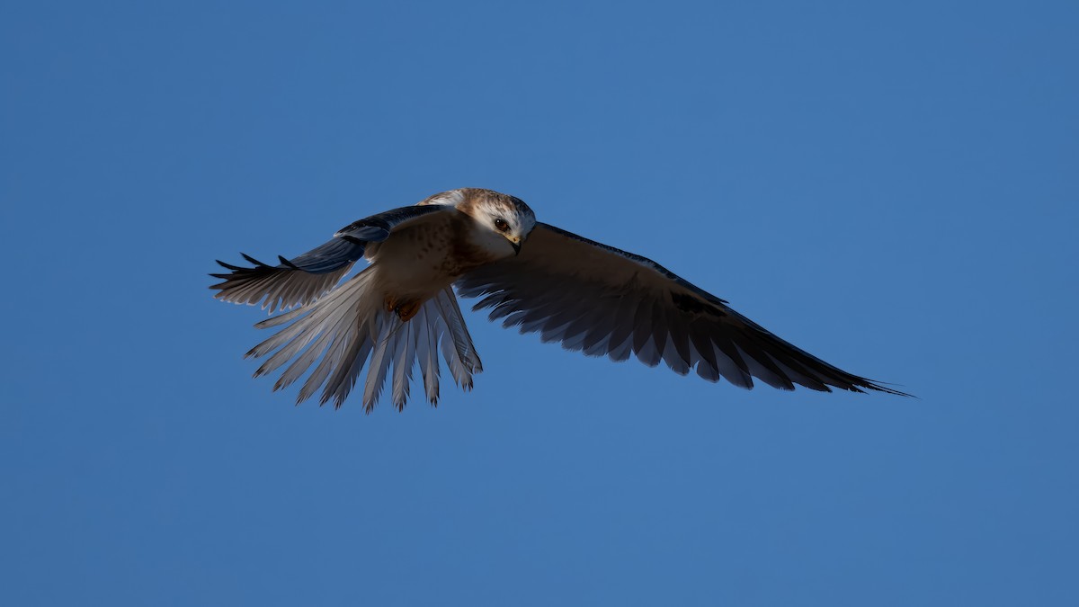 White-tailed Kite - John  McGinty