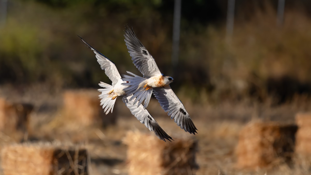 White-tailed Kite - ML620901872