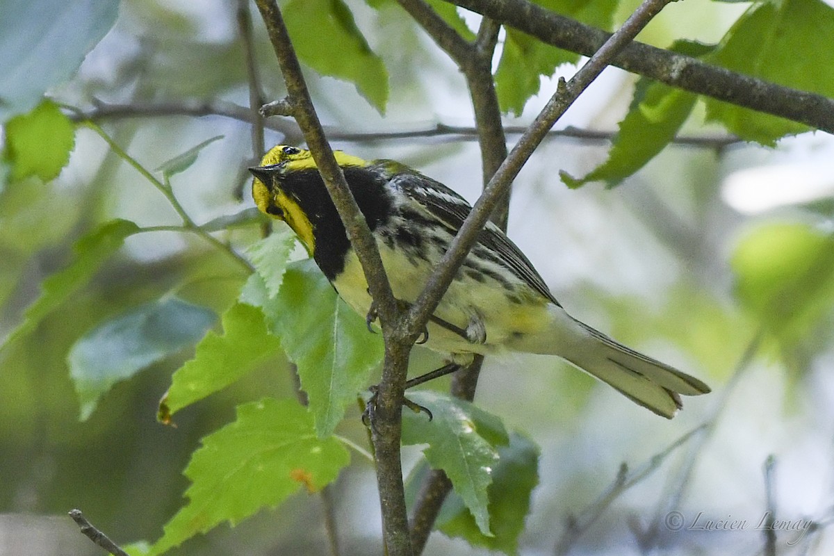 Black-throated Green Warbler - ML620901877