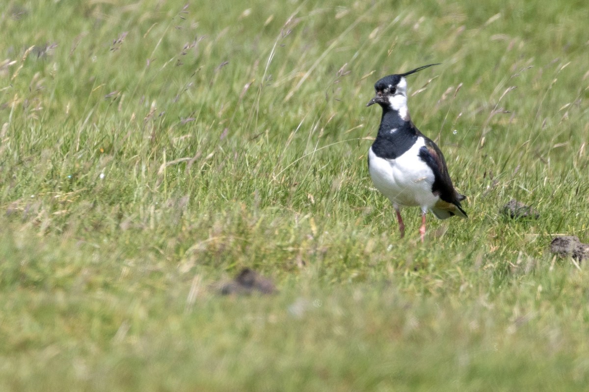 Northern Lapwing - ML620901878