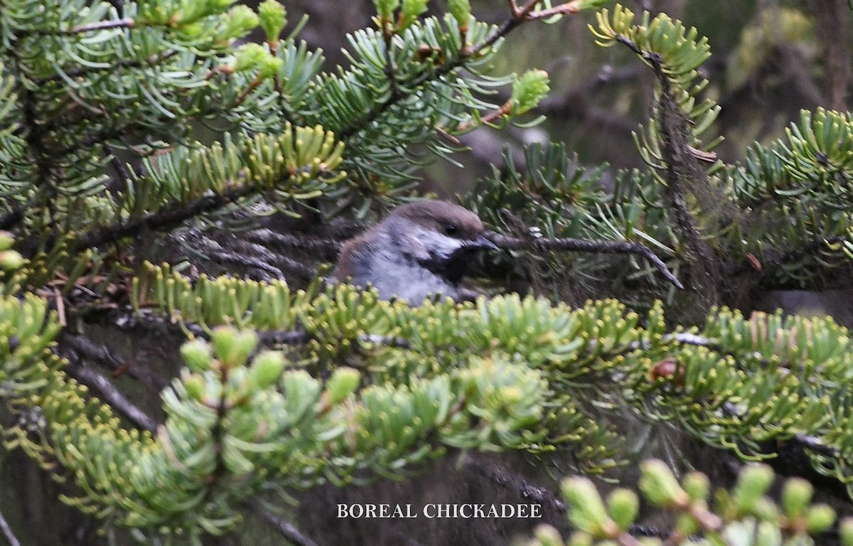 Boreal Chickadee - ML620901879