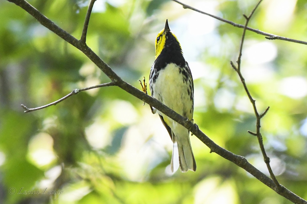 Black-throated Green Warbler - ML620901881