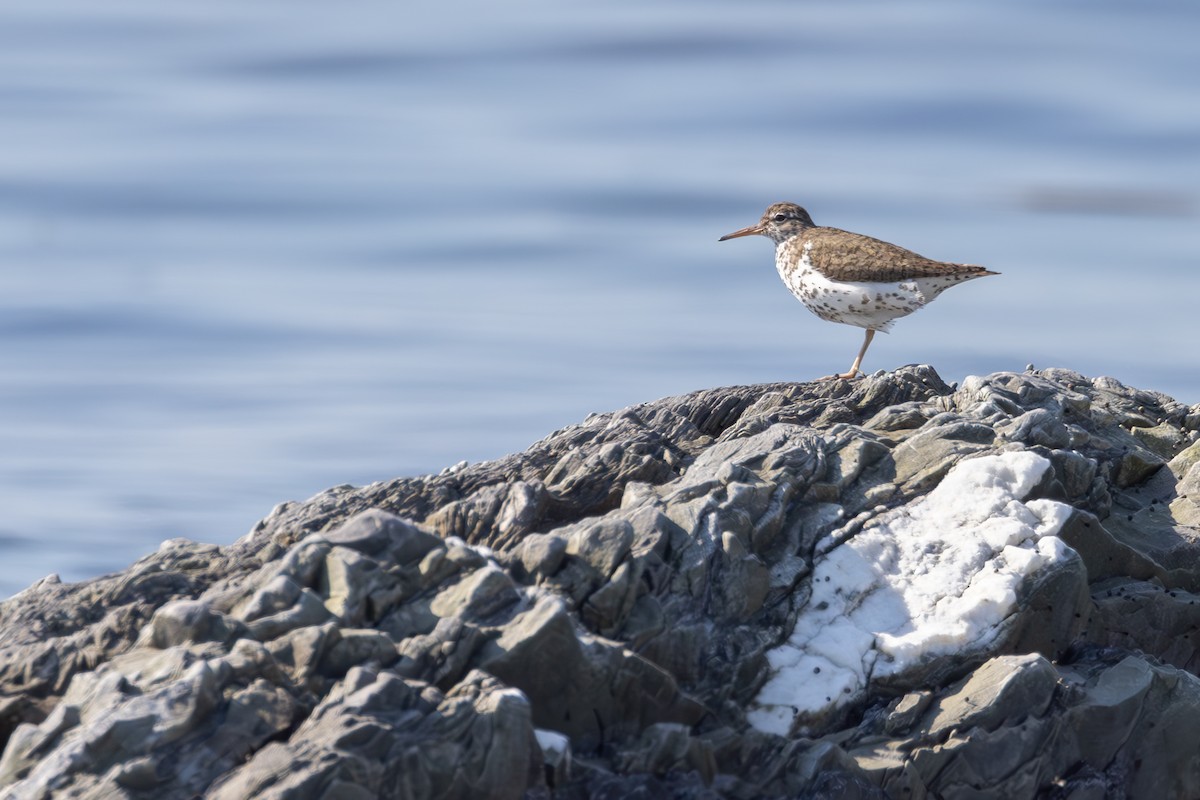 Spotted Sandpiper - ML620901895