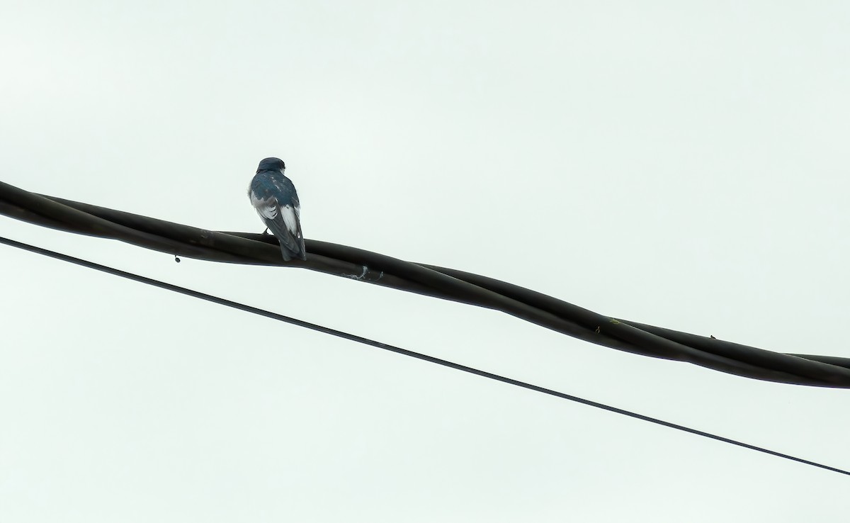 White-winged Swallow - ML620901899